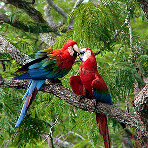绿翅金刚鹦鹉图片