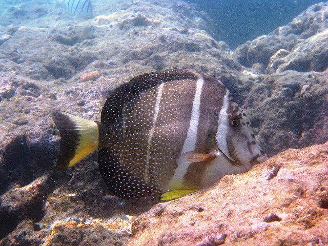 3099212529_44510b16b3_z