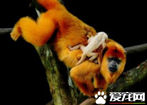 养猴子当宠物要多少钱 从几千到万元的不等