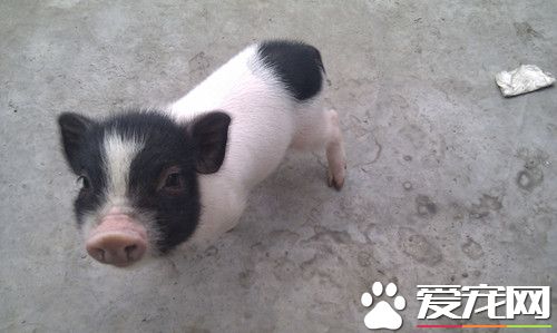 香猪会长大吗 能保证一岁时也只有5-10公斤