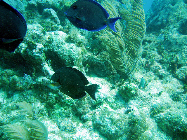 2312928478_bbf83ae137_z