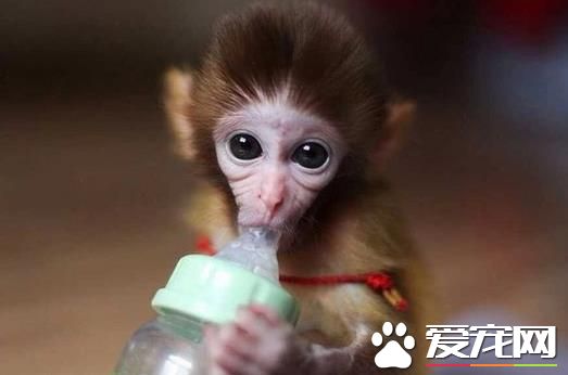 哪里有卖猴子的 猴子是国家二级保护动物