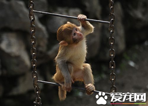 买只猴子多少钱 宠物猴子一般价格7000元/只