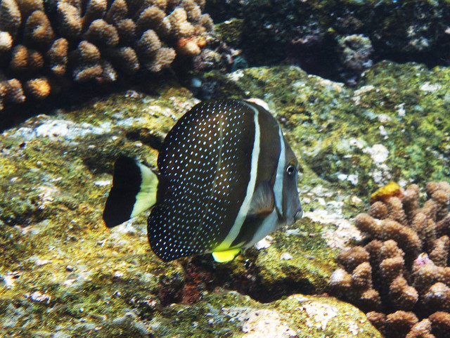 3624194832_5cc0465860_z