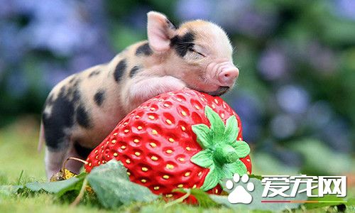 小香猪会长大吗 只是长的比较慢而已