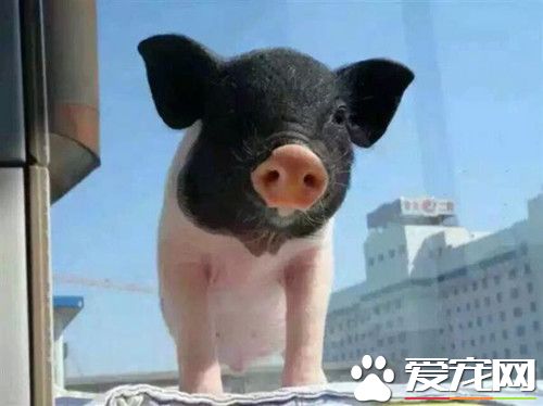 宠物小香猪好养吗 小香猪饲养注意的事项