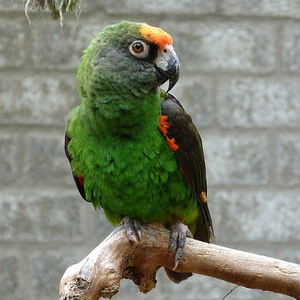 贾丁氏鹦鹉图片