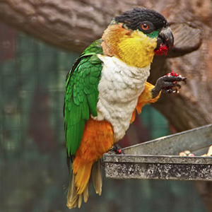 黑头凯克鹦鹉图片