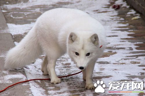 宠物狐狸臭吗 宠物狐狸是绝对没有异味的