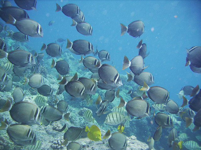 2718541444_3eba7ab4b7_z