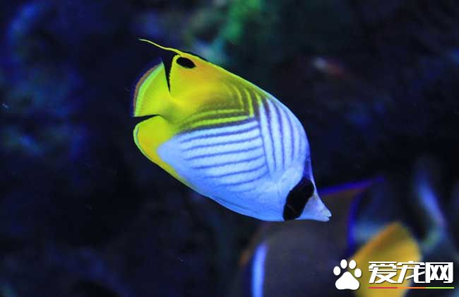 观赏鱼吃什么食物