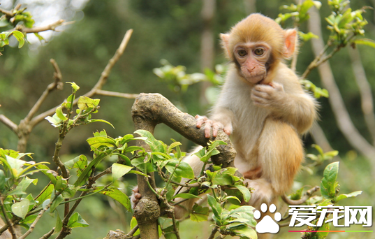 猴子在哪里可以买到 可以前往山区购买