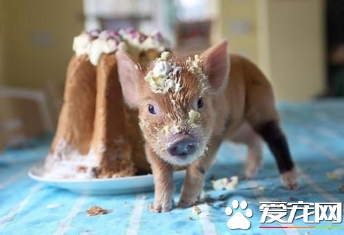 小香猪能长多大 小香猪最多长到15公斤左右