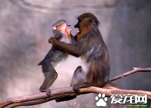 猴子能当宠物养吗 一般人不具有驯养资格