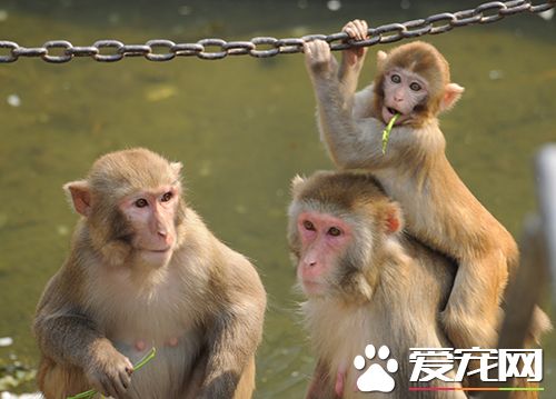 可不可以养猴子 在我国私自饲养猴子即属违法