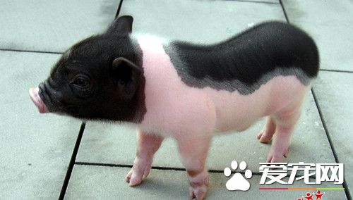 香猪饲养方法 香猪饲养需要注意的事项