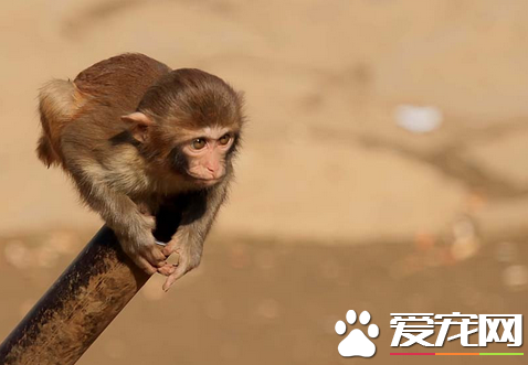 小猴子宠物多少钱 一般宠物猴价格在7500元左右