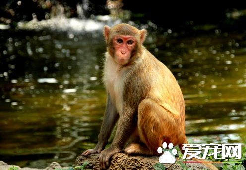 什么猴子可以当宠物 个人饲养猴子都属于违法