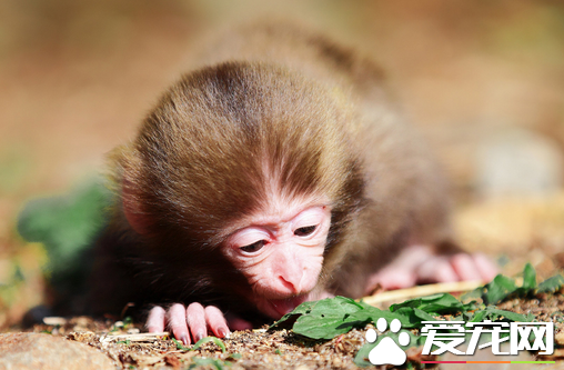 哪种猴子可以当宠物 懒猴是国家一级保护动物