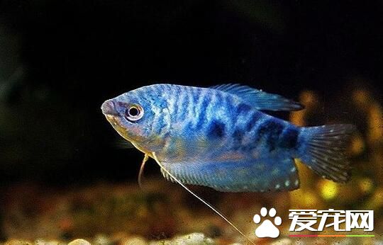 养观赏鱼的方法 鱼生病死亡的主要原因