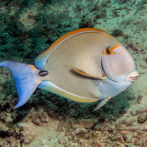 白棘眼纹吊图片