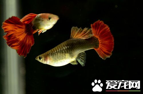 养鱼为什么要养单数 什么人适合养鱼