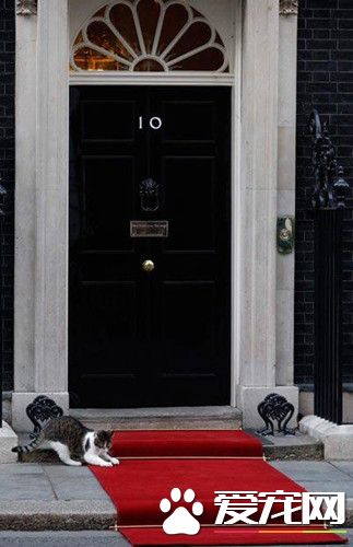 英内阁办公室认证 第一猫将续留官邸非卡麦隆所有