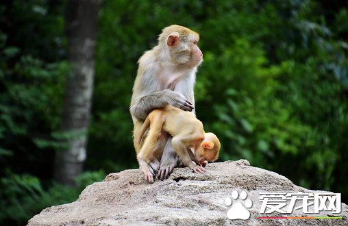 猴子可以当宠物养吗 不要把猴子当宠物哦