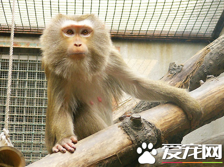 哪里可以买到猴子 可以去网上或者山区购买