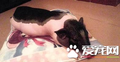 宠物猪会长大吗 宠物猪一般体型都比较小