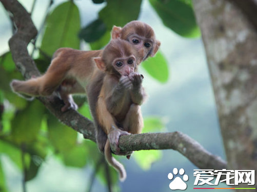 宠物小猴子多少钱 价格从几千到几万不等