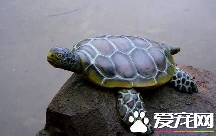 怎么给乌龟喂食 鱼肉是乌龟最喜欢吃的