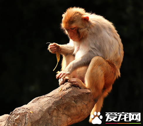 猴子可以买吗 是国家保护动物没人公开卖