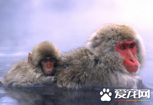 哪里能买到猴子当宠物 宠物猴很难买到