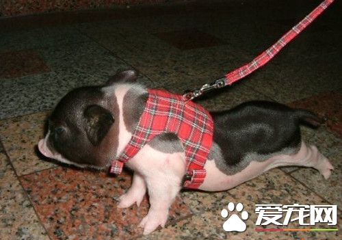 宠物猪的价钱 宠物猪价格在5000元左右