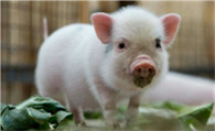 宠物猪好养吗 香猪对气候有较强的适应性