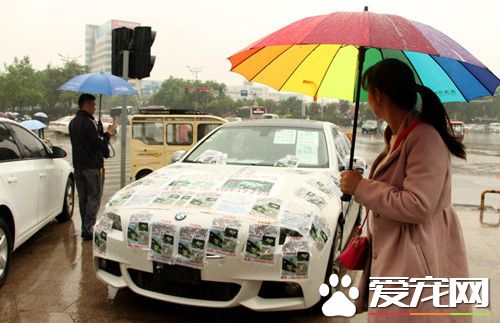 寻狗心切 宝马车车主满车贴满寻狗启示