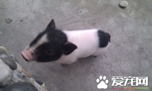 小香猪多少钱一头 300-500元之间都会有出售