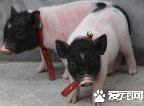 迷你香猪多少钱 公香猪的价格在300—400元左右