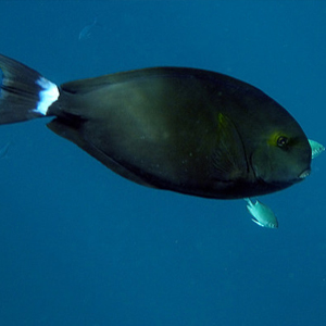 印度洋黑吊图片