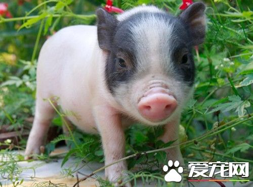 小香猪臭吗 小香猪是非常喜爱干净的