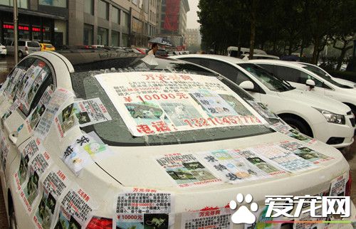 寻狗心切 宝马车车主满车贴满寻狗启示