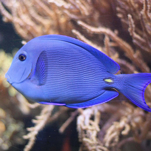 大西洋蓝吊图片