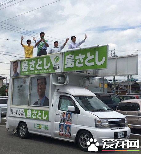 日本候选人竟让白猫当海报主角 看到它会感到幸福