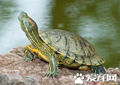 宠物龟价格 大一点的宠物龟00元也有可能