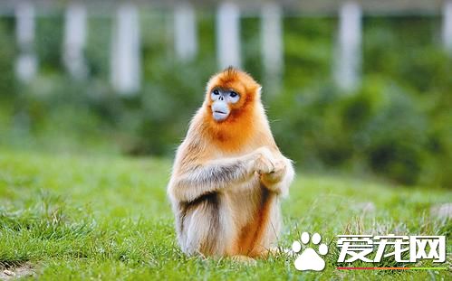 猴子能当宠物吗 买卖猴子买方卖方均犯法