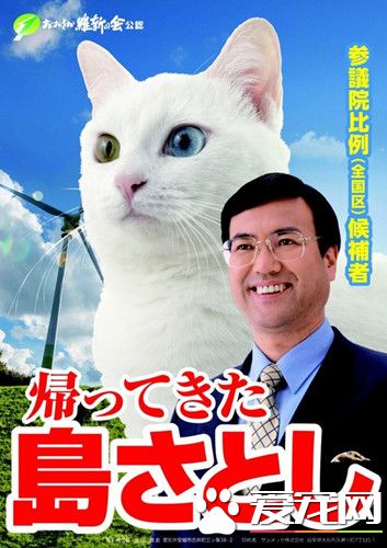 日本候选人竟让白猫当海报主角 看到它会感到幸福