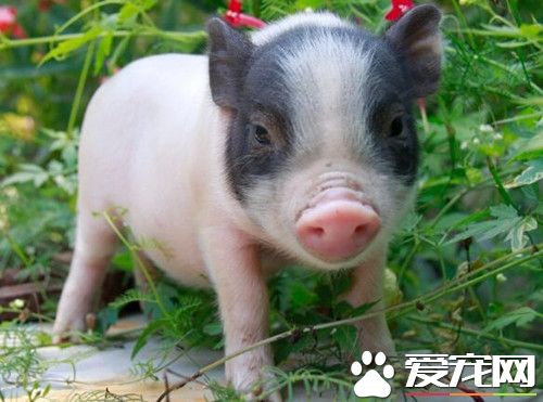 迷你小香猪价格 价格一般在300—600元左右