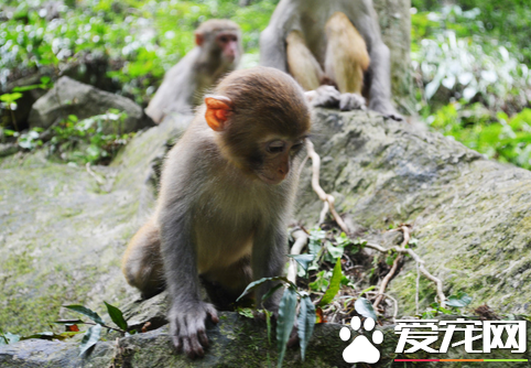 可以买猴子当宠物吗 私养宠物猴是违法的没有例外