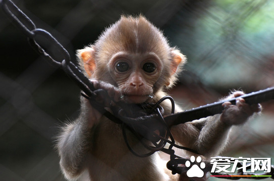 宠物可以养猴吗 私养任何猴子都是违法的